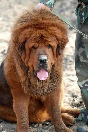 凶悍的金色藏獒