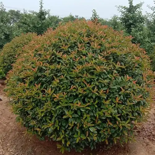 红叶石楠球多少钱一株红叶石楠球市场价格