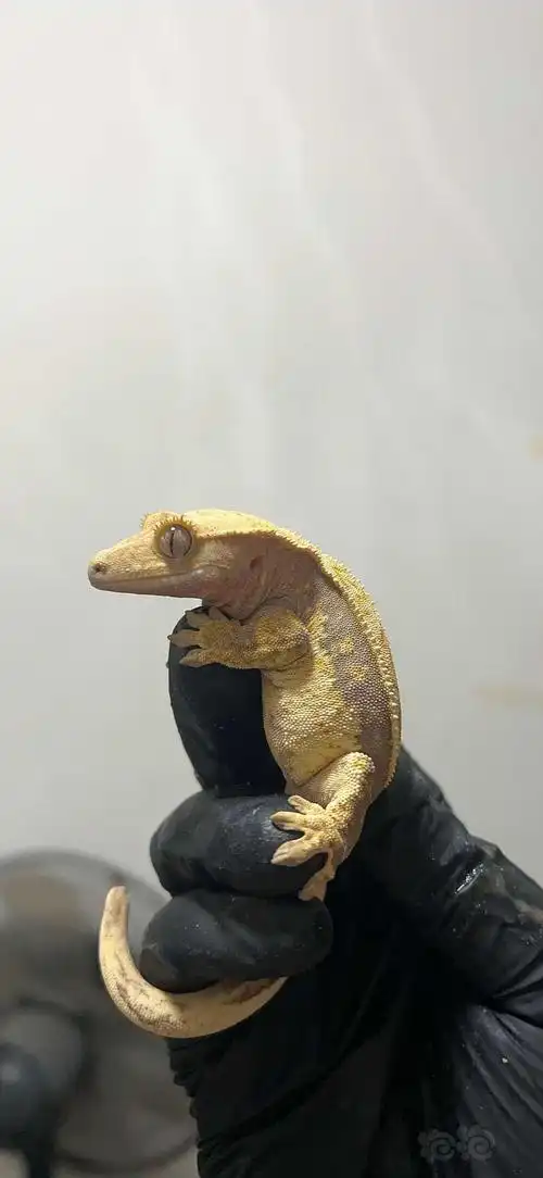 2023-1-7#rmb拍卖奶油睫角守宫压成母一只-图1