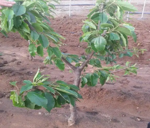 乌克兰大樱桃苗