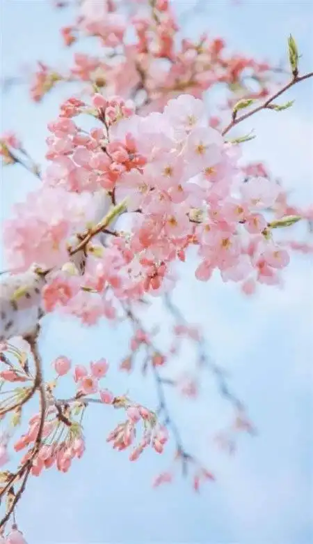 唯美好看的樱花意境图片,手机壁纸樱花唯美意境图片