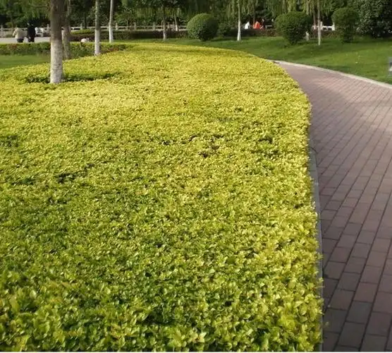 森女贞红叶石楠龟甲冬青毛鹃红叶小檗等庭院绿化篱笆墙 冬青60-70高度