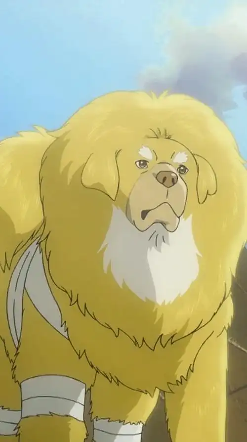 《藏獒多吉》金色藏獒这样报答救命恩人