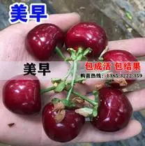 乌克兰车厘子苗北方南方大樱桃树苗云南贵州四川种植盆栽地栽果树