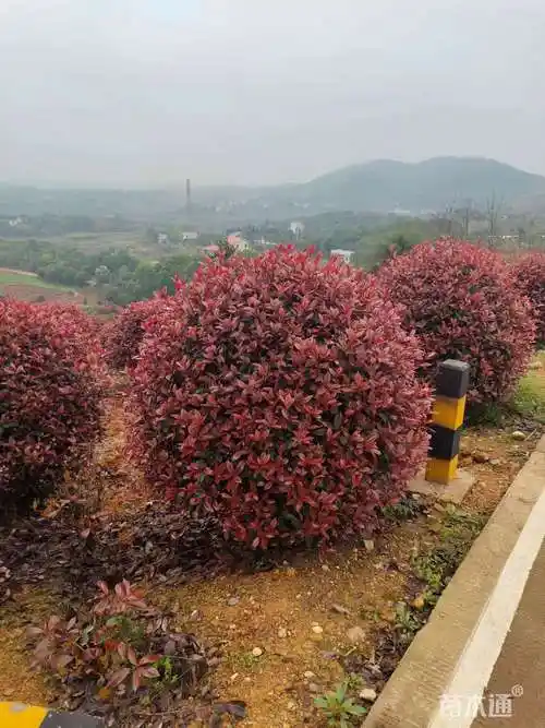 冠幅150厘米红叶石楠球