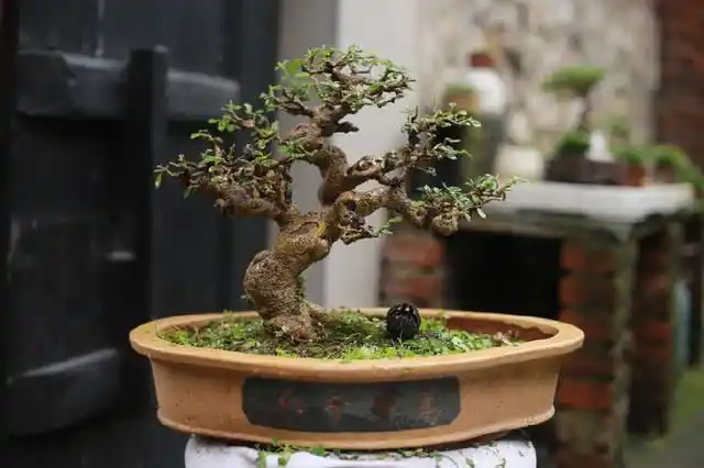 给小叶女贞盆景剃头理发,小叶女贞盆景瞬间丑小鸭秒变白天鹅