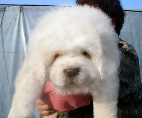 出售白色藏獒幼犬雪獒活体纯种鬼獒狗铁包金长毛狮子头巨型宠物狗