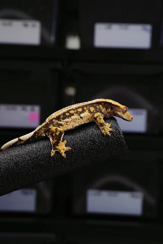 睫角守宫 爬宠 宠物 蜥蜴 极端三色母 纹路多奶白