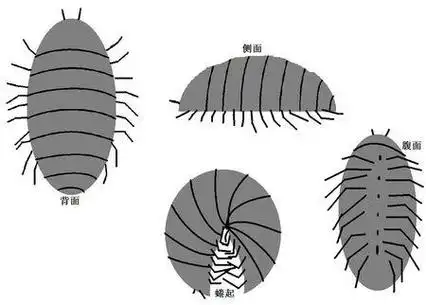西瓜虫的简笔画儿童简单画 昆虫简笔画图片大全集大青虫卡通简笔画简