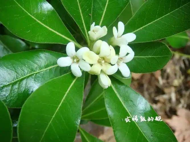 海桐花科海桐花属海桐,常见的常绿灌木,多修剪成灌木球,叶子革质,匙形