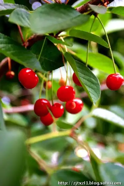 美妙的"宝石水果"乌克兰大樱桃