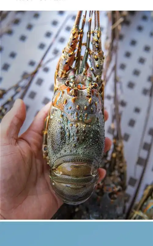 广纳力驰 小青龙龙虾 东山岛海鲜 海捕大龙虾活冻新鲜小青龙虾 2只