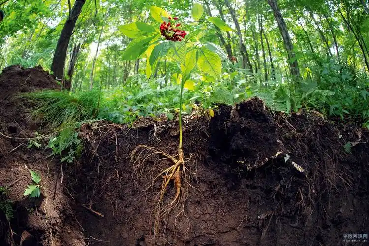 长白山林下参 给濒临灭绝的野生人参 接续了香火-零度常识网