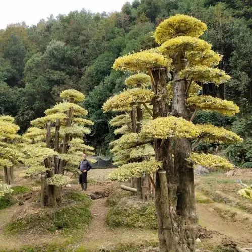 大量出售金叶女贞造型小叶女贞造型女贞造型