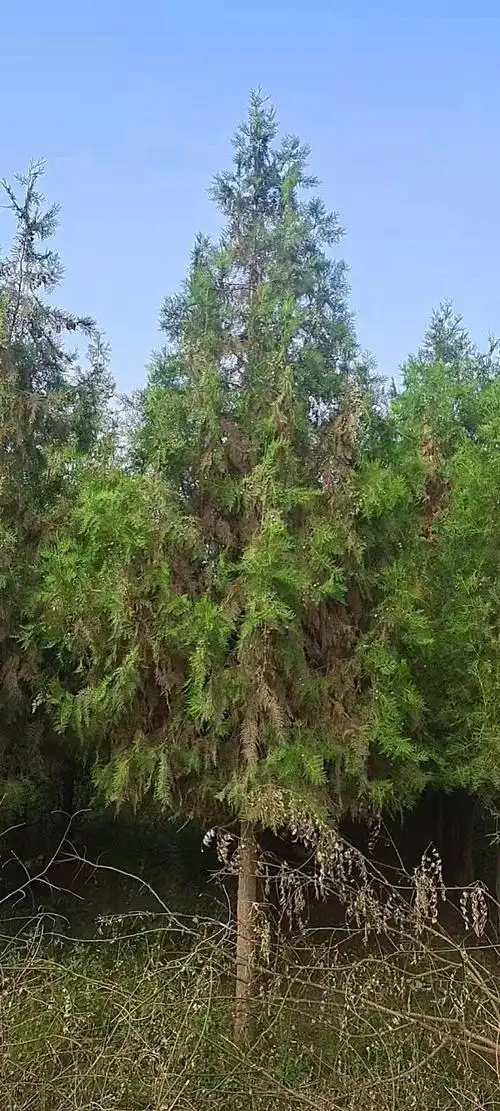 侧柏图片 3张 陕西西安基地_乔灌木图片_西北苗木网