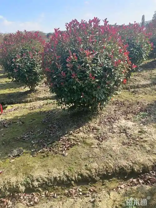 冠幅350厘米红叶石楠球